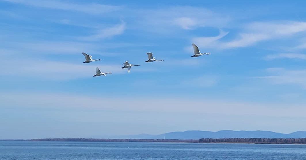 Jezioro Goczałkowickie to raj dla ptaków. Fot. KaBa