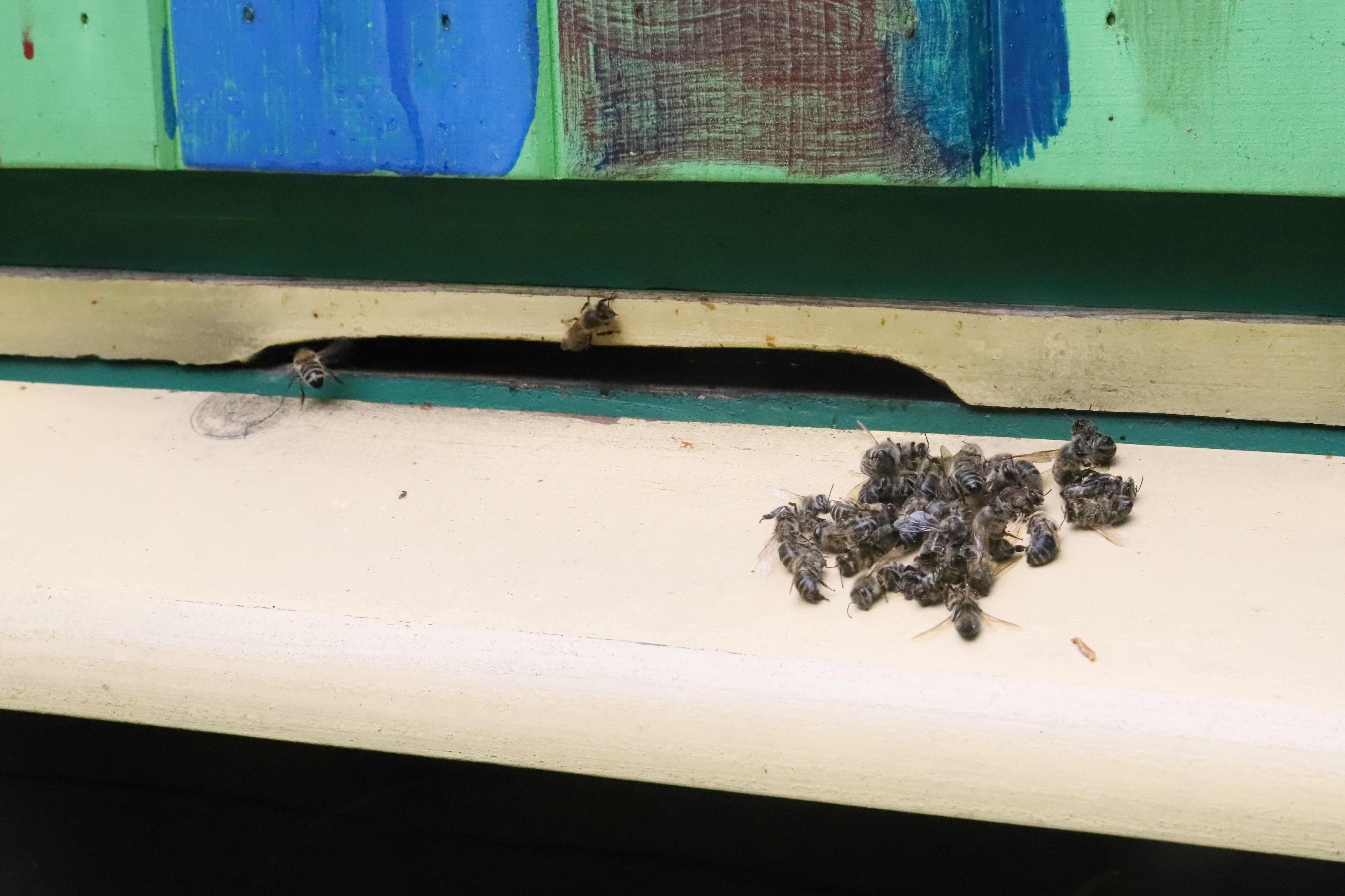 Martwe pszczoły znalezione na wylotku ula, które z powodu obcego zapachu nie zostały do niego wpuszczone przez pszczoły ulowe. Fot. Marek Szebesta.
