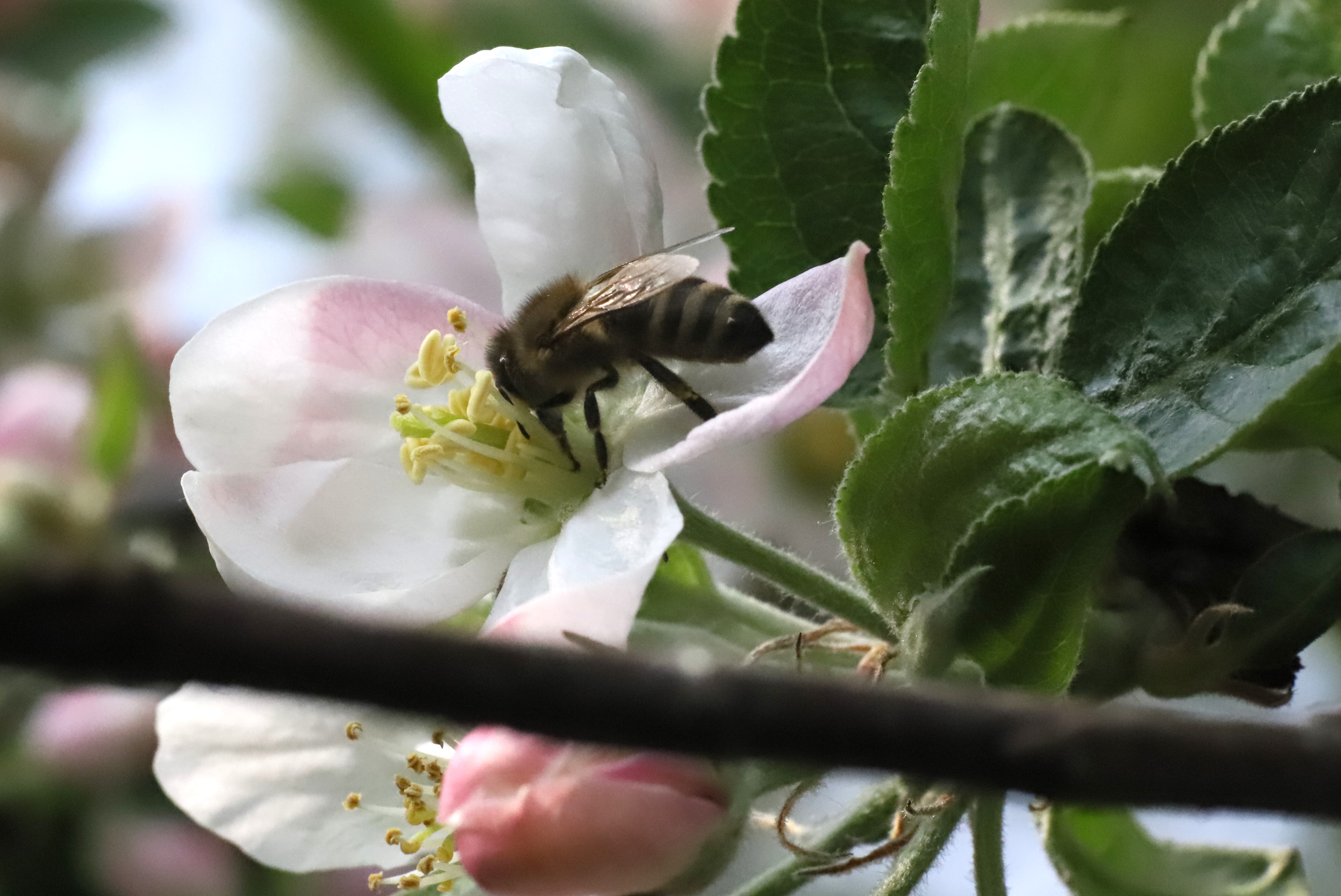 Pszczoła zapylająca jabłoń. Fot, Marek Szebesta